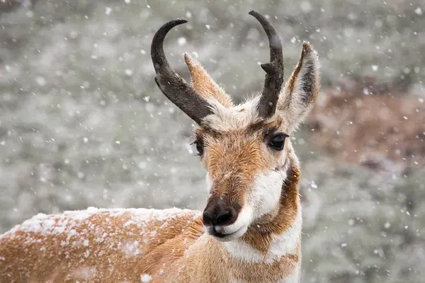 Pronghorn Antelope