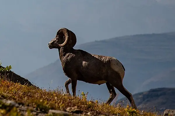 Bighorn Sheep