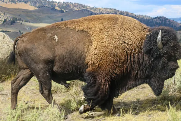 Wild Bison