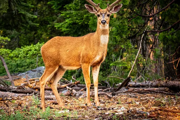 Deer
