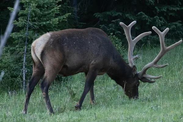 Elk