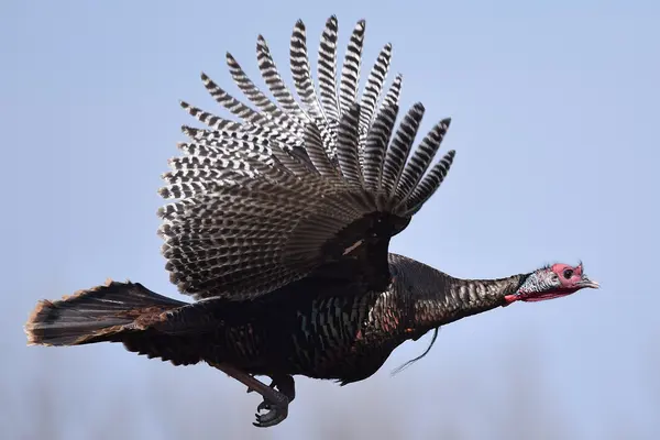 Fall Turkey