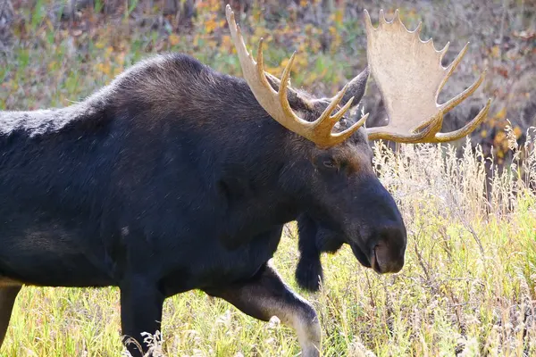 Moose