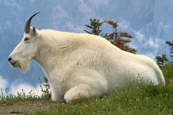 Mountain Goat